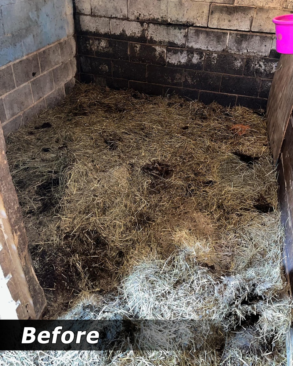 Stall before mucking and rebedding